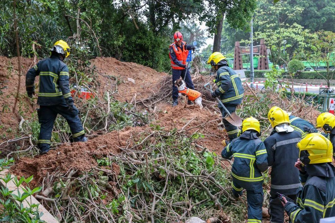 澳门203年摇号记录最新查询，揭秘新澳门的幸运密码新澳门2023年摇号记录最新查询官网