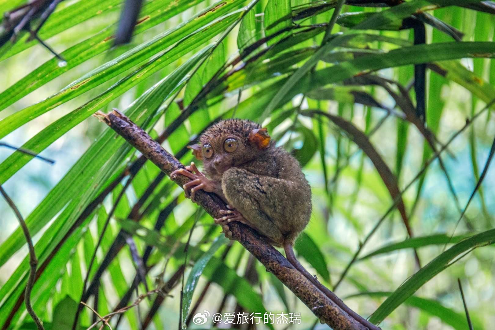 澳门小动物号码查询，在线官方平台，守护生命之窗澳门小动物是什么意思